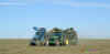 beetdigger.jpg (24896 bytes)