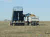 beetdumping.jpg (42990 bytes)