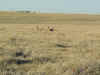 deer.jpg (58812 bytes)