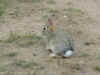 rabbit.jpg (62259 bytes)