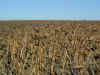 sunflowers.jpg (92754 bytes)